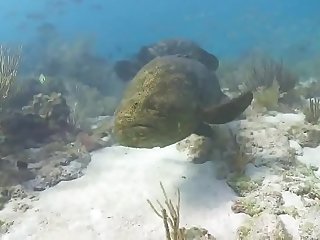Undersea Exotic Fish Free HD Footage